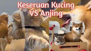 Keseruan Kucing VS Anjing yang menggemaskan. #kucinglucu #anjinglucu #kucing #anjing #videolucu