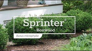 30 Seconds with Sprinter® Boxwood