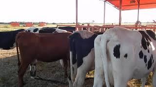 Bush dairy machine milking cows at grass using a basic milking parlour in Zimbabwe