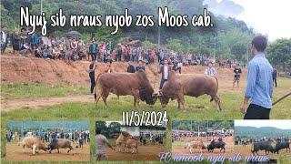 Nyuj sib nraus nyob zos Moos cab,11/5/2024.