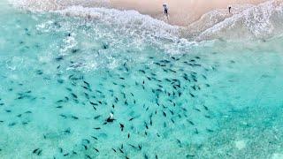 FEEDING FRENZY AT OUR FEET