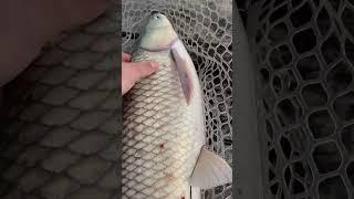 #амур #реки #fish #речныемонстры #речныемонстрыхарьков #харьков #рыбалка #трофей #трофейнаярыбалка