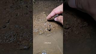 Funny catch frogs #frog #funny #funnyanimal #animals #funnyfrog #wildlife #fun #funnyvideo #shorts