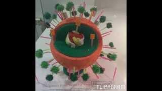 How to Make a 3D Virus Model for School