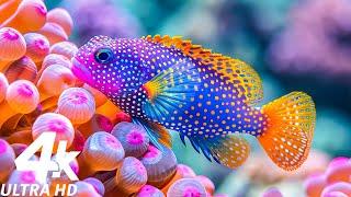 Aquarium 4K Breathtaking Coral Reef Fish In Ultra HD - Tranquil Meditation Music