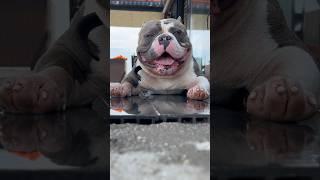 Мойдодыр ️ американский булли, питомник Bully Company #собака