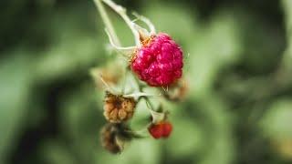 What is vulvitis? | Patient Explainers
