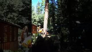 Legendary felling by arborist Hoff Tree Services LTD 125 foot hemlock high risk