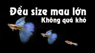 KINH NGHIỆM NUÔI CÁ 7 MÀU ĐỀU SIZE MAU LỚN | Túc Thịnh