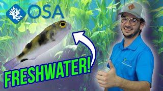 The Fascinating World of FRESHWATER Puffers! 