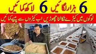 Insects Business idea || How to Mealworms Business in Pakistan || Meal worms farming business