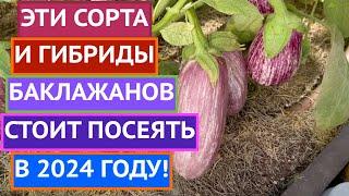 РЕКОМЕНДУЮ! ЛУЧШИЕ СОРТА/ГИБРИДЫ БАКЛАЖАНОВ 2023!