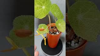 Бегония Stautdii  #plants #обзорцветов #цветы  #бегонии #цветок #продажапочтой #бегония