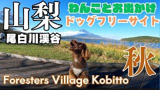 foresters village kobitto南アルプスキャンプフィールドのドッグフリーサイトで1泊。