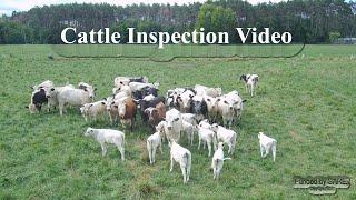 SARE Cattle Management Video