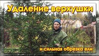 Александр Петров. Удаление верхушки и сильная обрезка ели