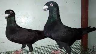 most beautiful fancy pigeon farm | indian pigeon videos | world unique amazing pigeons |