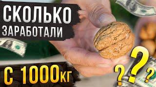 Сколько можно заработать на переработке 1000кг грецкого ореха? Наш опыт!