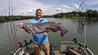 Using live gizzard shad to catch quality blue cats on the Tennessee River!#madkatz #catfishing