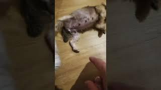 Play Dead Trick with Olaf and Litlit #Shorts