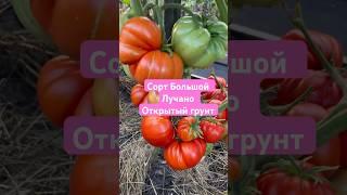 ЗАКАЗАТЬ СЕМЕНА: https://tomatboris.ru/?ysclid=ln76xla4la47180728