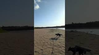 Nice evening walk on the river with my dog! #Alberta #bordercollie