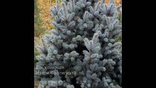 Ель колючая Изели Фастигиата