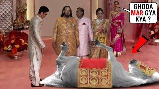 Hey Bhagwan Wedding Horse fell down unconsciously as Anant Ambani mounted in his Marriage