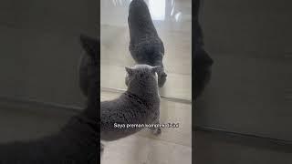 Zac marah guys kalau ada kucing lain yang nga dikenal dirumahnya