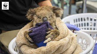 Annie The Koala | WWF-Australia