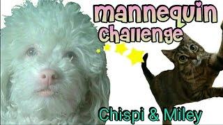 Nuestras Mascotas hacen un Mannequin challenge | Marta y Adrian VLog