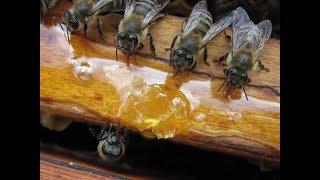 ВЕСЕННЯЯ ПОДКОРМКА ПЧЕЛ. (SPRING FEEDING OF THE BEES.)