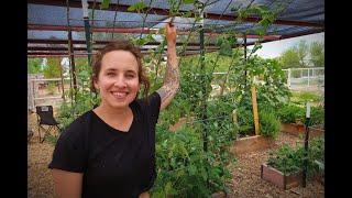 Garden Tour of My DESERT FOOD FOREST