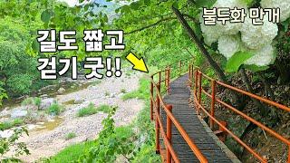 가까운 홍천 수타사계곡길 부모님도 좋아하실 산책길 누구나 걷기 정말 좋은 수타사계곡길 4km 꼭 가보세요 수타사불두화 2023/05/20 촬영