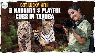 Got Lucky With 2 Naughty And Playful Cubs In Tadoba | Actress Sadaa In Wild | Sadaa Wild Stories