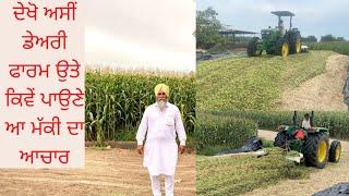 HOW WE MAKE SILAGE AT OUR FARM |AULAKH DAIRY FARM |RAMPURA PHUL |BATHINDA |PUNJAB |