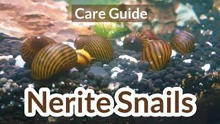 Nerite snails| Nerite snail care | Nerite snails guide | Nerite snails in aquarium