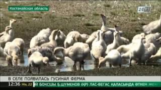 Гусиная ферма: секреты успешного бизнеса