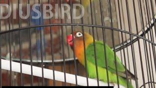 Pancingan merangsang lovebird paud agar rajin ngekek setiap hari