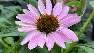 Coneflower from seed to first bloom! - In 3 months