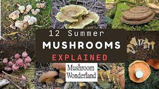 12 Summer Mushrooms Explained- August Wild Mushrooms