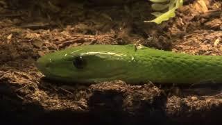 Green Mambas (Live feeding) 01