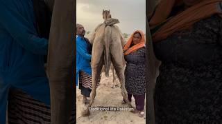 desert life in india #traditional #villagelife #camel milk #shorts