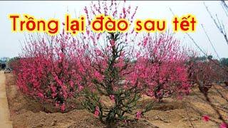 Cách trồng lại đào sau tết, trồng đất, trồng chậu - Grow a peach tree after Tet holiday