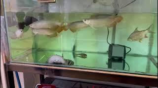 Feeding show