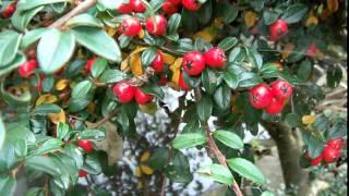 Cotoneaster oder Felsenmispel im Herbst