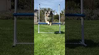 Bar Jump Time! #dog #canineathletes #dogtraining #canineenrichment #dogsport