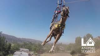 SMART Sunny horse rescue POV