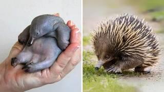 Echidna  The Most Bizarre Mammal!