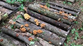 Nameko on Different Wood Types